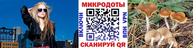 Галлюциногенные грибы Psilocybine cubensis  Белокуриха 